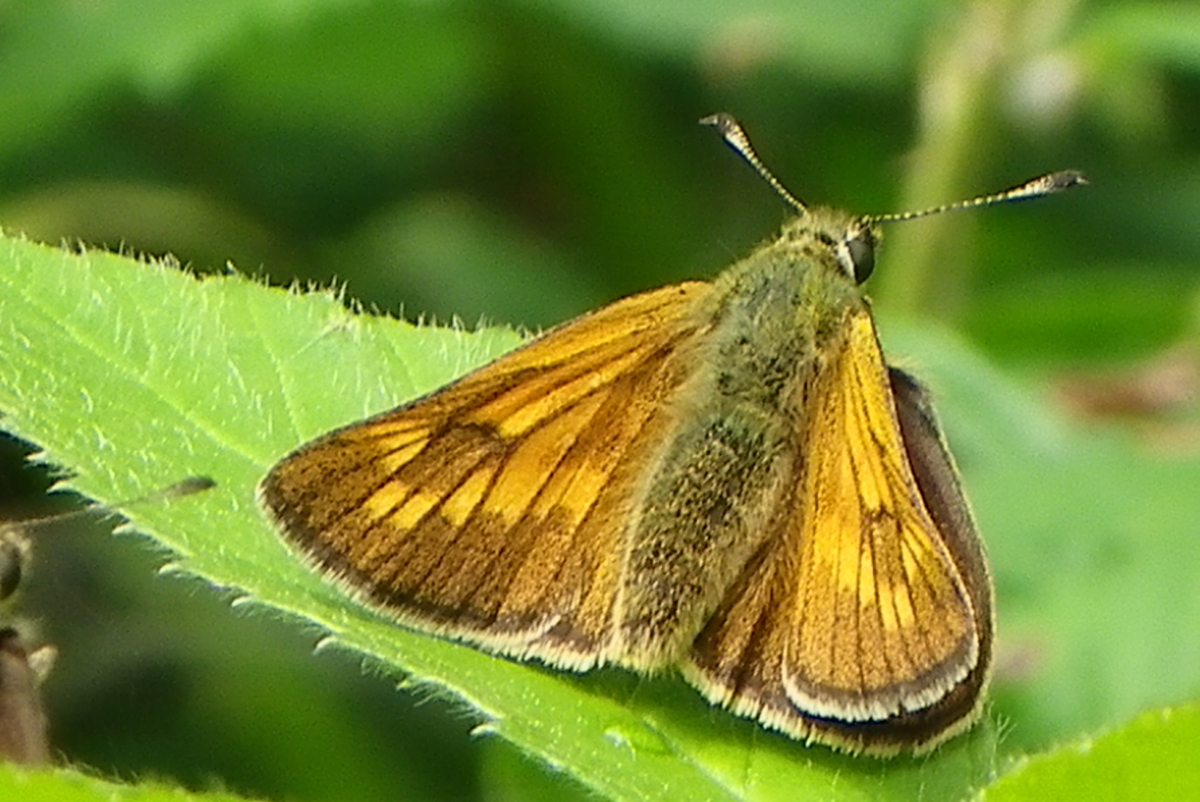 Female large skipper